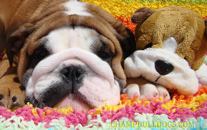 English Bulldog picture